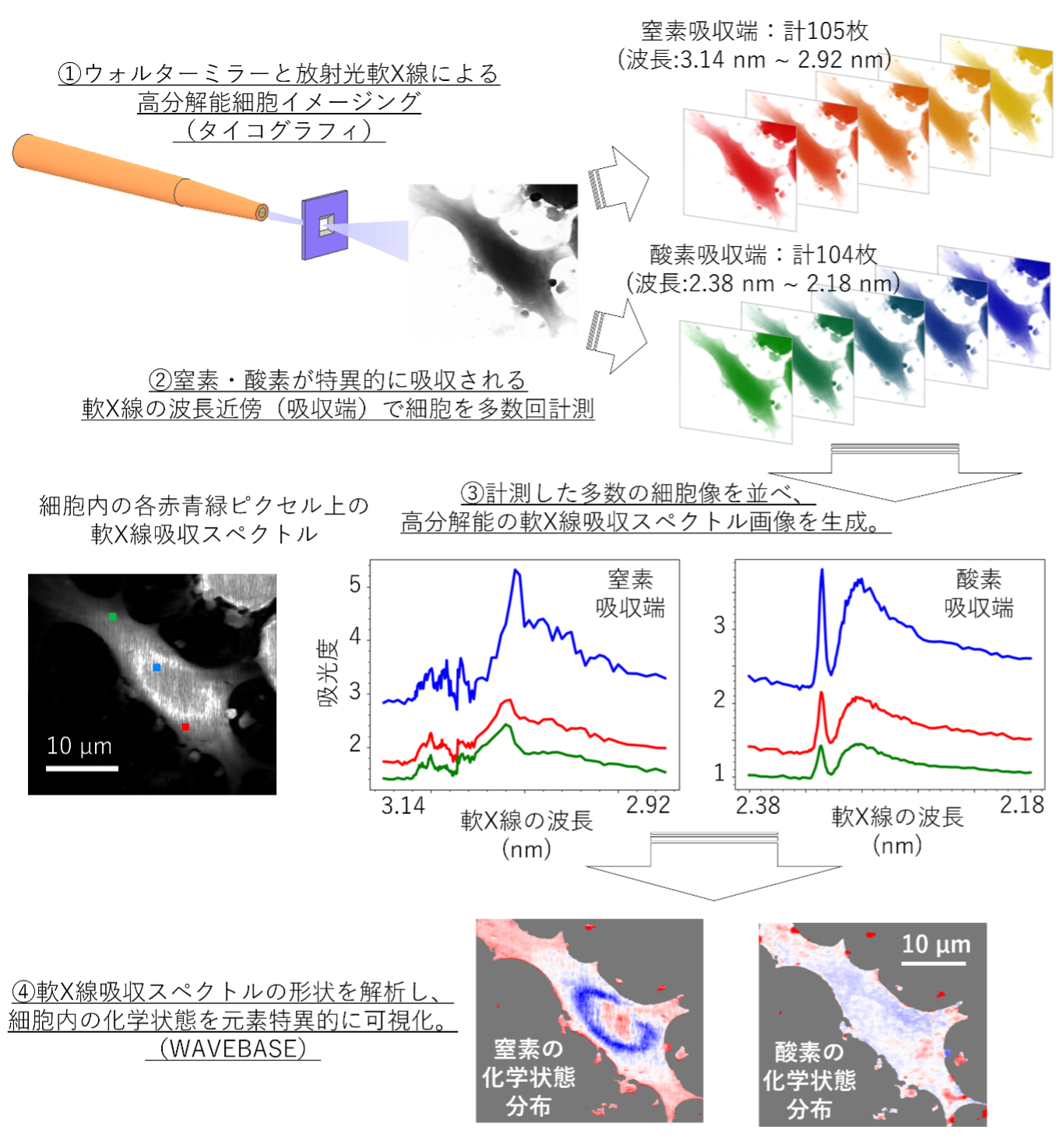 櫻井くん研究成果のプレスリリース！ – Kimura Laboratory